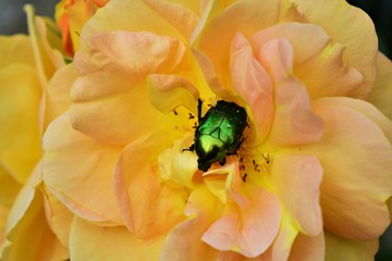 bee on flower