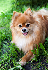 Dog breed pomeranian  spitz on green emerald grass