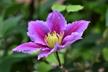 pink flower in the garden