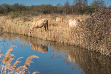 Wild Konik horses at the riverbank of Monks Lode on Wicken Fen, Wicken, near Ely, Cambridgeshire