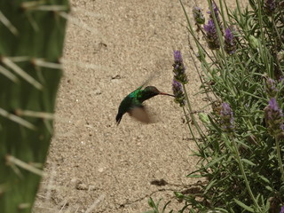 Colibri y lavanda