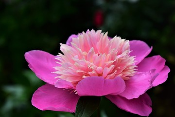Fototapeta premium pink flower