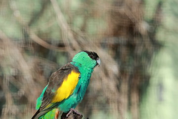 parrot
