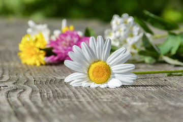Fototapeta premium Blumenstrauß mit Margeritte auf Holz