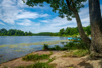 Summer Lake Lily Pads