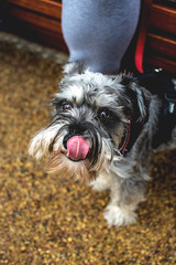 Oblizujący się pies © Dominika