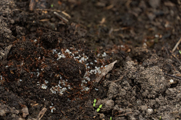 Ants pests with eggs - run on the ground. Close-up.
