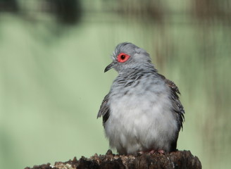 baby bird