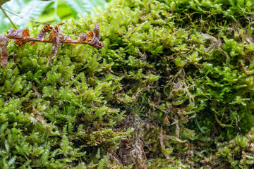Fluffy soft green moss in the forest.