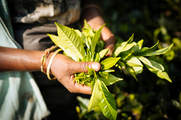Tamil Woman Tea Picker in a Tea Plantation in the Highlands, Nuwara Eliya, Central Province, Sri Lanka