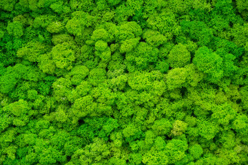 Artificial green moss wall for garden decor. Backgrounds and Textures