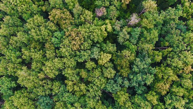 Aerial 4k drone top view of summer green trees in forest background, Caucasus, Russia. Coniferous and deciduous trees, forest road. Beautiful rotate footage over the tops of pine forest.