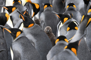 King penguin (Aptenodytes patagonicus) chick peering out between several adults, Volunteer Point, Falkland Islands