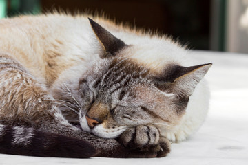 Gato Bernardo IMG_5421