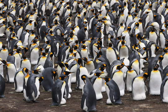 View from high viewpoint onto a dense king penguin (Aptenodytes patagonicus) colony at Volunteer Point, Falkland Islands