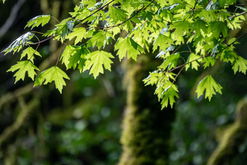 Branches of maple with green leaves