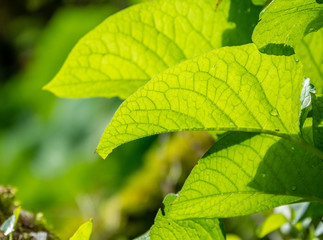 Green leaves, backlit by the setting sun.