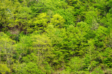 Thick green forest on the hillside. Spring colors in the mountain forest.