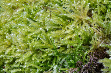 Fluffy soft green moss in the forest.