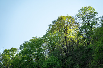 Green forest on top of the mountain on a bright sunny day.