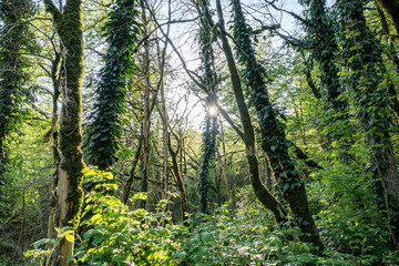 Sun through trees overgrown with moss in dense rainforest