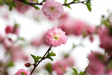 Obraz premium Pink almond flower blossoms in the spring