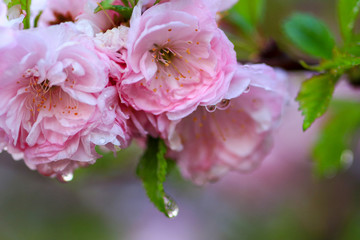 Obraz premium Pink almond flower blossoms in the spring