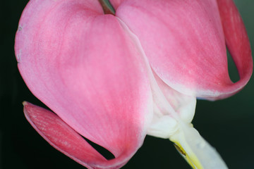 Fototapeta na wymiar Pink bleeding heart garden plant with dropping heart shaped flowers, dicentra spectabilis