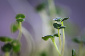 Chia seed sprouts growing which can be used for health drinks and foods