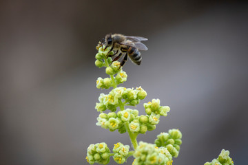 Bee on flower bud. Collecting flower essence.