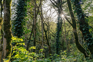 Sun through trees overgrown with moss in dense rainforest