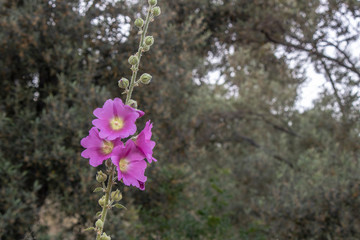 Close-up shoot of bristly hollyhock flower. Blurred Background