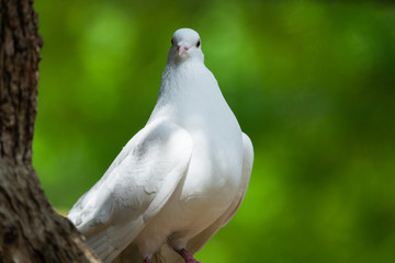 White Dove on green Bokeh and Freedom Concept and international day of peace
