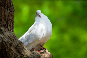White Dove on green Bokeh and Freedom Concept and international day of peace