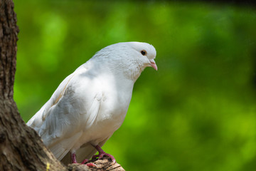 White Dove on green Bokeh and Freedom Concept and international day of peace