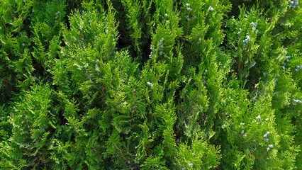 Closeup of green leaves of Thuja trees in sunny day. Green Thuja occidentalis, Chinese or twig tree background. Evergreen coniferous christmas tree. 