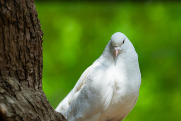 White Dove on green Bokeh and Freedom Concept and international day of peace