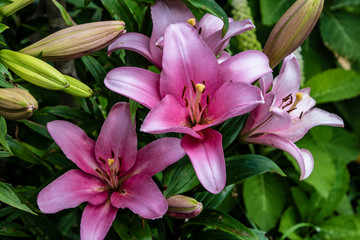 Obraz premium Lily Defender Pink - A pretty soft pink lily with the everpopular oriental fragrance