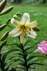 A white Tree Lily - A pretty white lily with the everpopular oriental fragrance