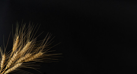 A few of perfect golden spikelets of the wheat with grains on the black background. 
