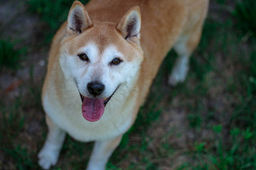 Happy Smiling Shiba Inu Dog 