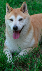Happy Smiling Shiba Inu Dog 
