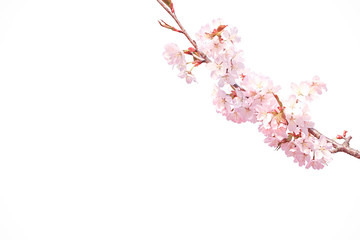 Sakura branch isolated on white background
