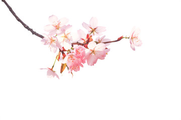Obraz premium Sakura branch isolated on white background
