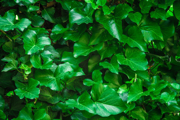 wall of the green leaves nice background photo