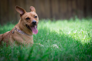 Mutt Dog laying in the Grass