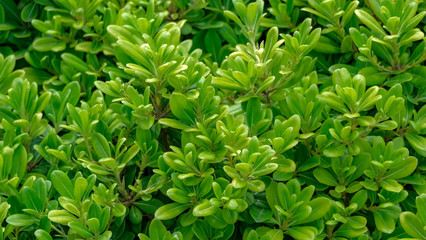 Closeup of leaves of green shrub in sunny day. Shrub with fresh green small leaves background. Evergreen plant for decoration garden, patio. Beautiful background for spring, summer design. 