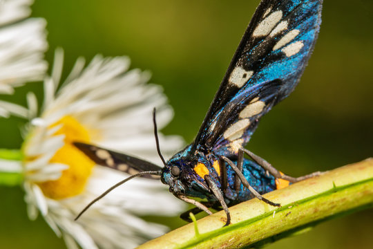 Nice blue butterfly in nature
