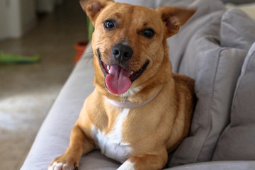 Adorable Happy Smiling Dog on the Couch Sofa  - obrazy, fototapety, plakaty