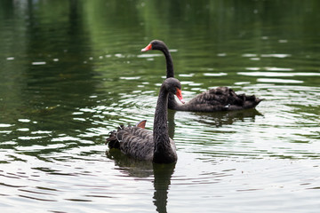 Couple of black swans on the lake